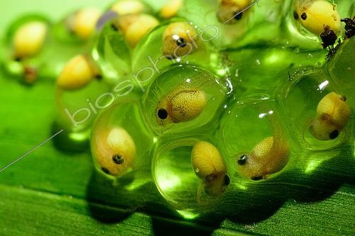 Biosphoto | 2607094 | Red-eyed Leaf frog (Agalychnis callidryas), tadpoles in eggs on a leaf, Bocas del Toro , Panama | &copy; Régis Cavignaux / Biosphoto