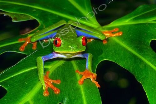 Biosphoto | 2050363 | Red eyed tree frog (Agalychnis callidryas), Tortuguero National Park, Costa Rica | &copy; Michael Turco / Biosphoto