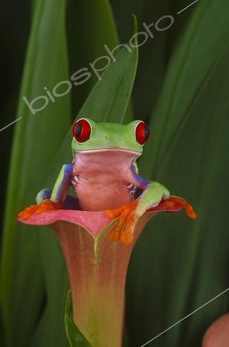 Biosphoto | 2050522 | Red-eyed tree frog (Agalychnis callidryas), Florida, USA | &copy; Michael Turco / Biosphoto