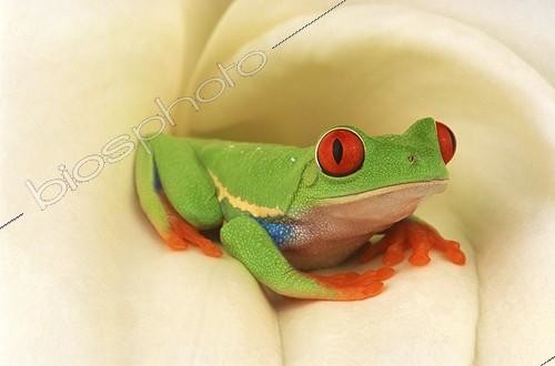 Biosphoto | 2050562 | Red-eyed tree frog (Agalychnis callidryas), Florida, USA | &copy; Michael Turco / Biosphoto