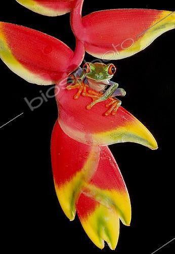 Biosphoto | 2408830 | Red-eyed Tree Frog (Agalychnis callidryas) sitting on Heliconia flower (Heliconia spec.), Costa Rica | &copy; Graeme Guy / BIA / Biosphoto