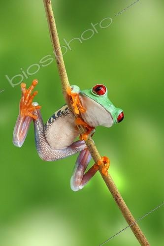 Biosphoto | 1896310 | Red-eyed Tree Frog climbing a branch | &copy; Artur Cupak / imageBROKER / Biosphoto