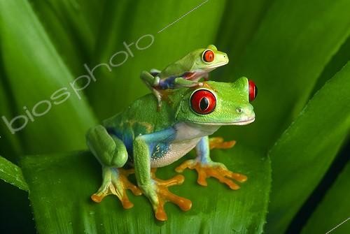 Biosphoto | 2050496 | Red-eyed tree frogs (Costa Rica) | &copy; Michael Turco / Biosphoto