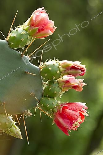 Biosphoto | 2126886 | Red flower prickly pear (Opuntia elatior) | &copy; Frédéric Tournay / Biosphoto