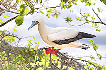 Biosphoto | 2621986 | Red-footed Booby (Sula sula) on a branch, Galápagos. | &copy; Claudius Thiriet / Biosphoto