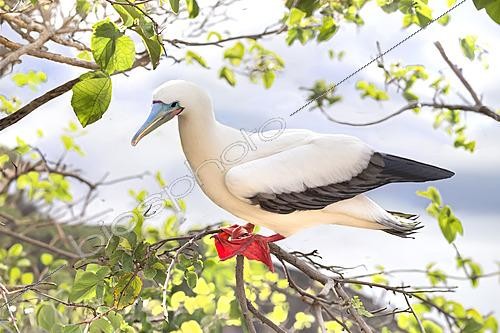 Biosphoto | 2621986 | Red-footed Booby (Sula sula) on a branch, Galápagos. | &copy; Claudius Thiriet / Biosphoto