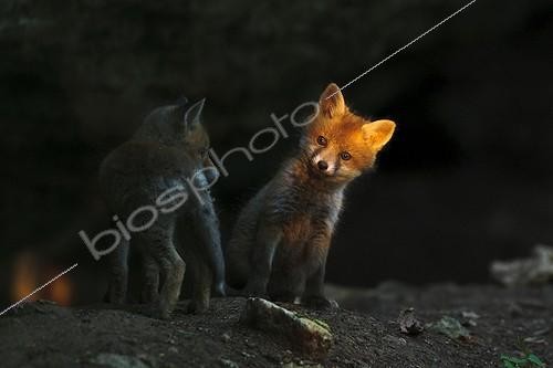 Biosphoto | 1446843 | Red fox cubs resting in front of their burrow in Bavaria  | &copy; Berndt Fischer / Biosphoto