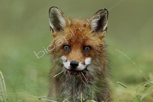 Biosphoto | 73472 | Red fox eating a vole Vosges France  | &copy; Fabrice Cahez / Biosphoto