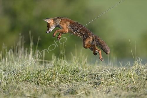 Biosphoto | 1807156 | Red fox hunting in a meadow Vosges France  | &copy; Fabrice Cahez / Biosphoto