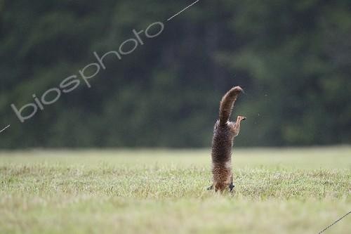 Biosphoto | 1807159 | Red fox hunting in a meadow Vosges France  | &copy; Fabrice Cahez / Biosphoto