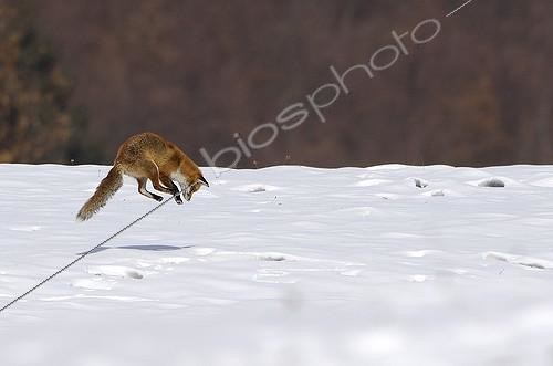 Biosphoto | 108404 | Red fox hunting in snow in Savoy France  | &copy; Claude Balcaen / Biosphoto