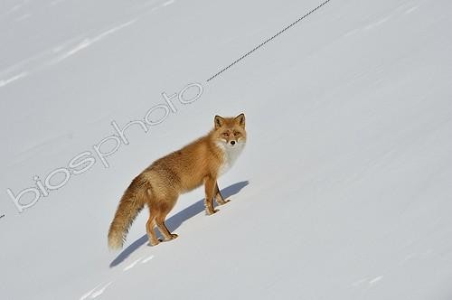 Biosphoto | 1881969 | Red fox in snow Japan | &copy; Claude Balcaen / Biosphoto
