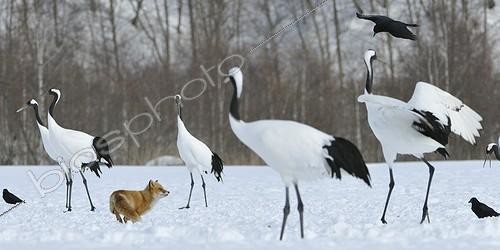 Biosphoto | 1418192 | Red fox in the middle of a group of red-crowned cranes | &copy; Benoist Clouet  / Biosphoto