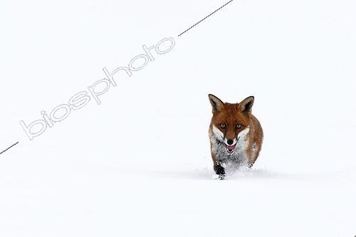 Biosphoto | 960796 | Red fox running in a meadow covered with snow in winter GB | &copy; Frédéric Desmette / Biosphoto