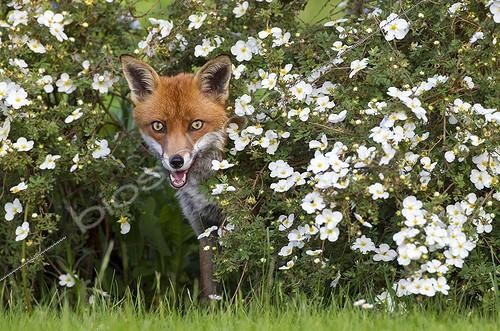 Biosphoto | 1743544 | Red Fox standing amongst flowers at spring GB | &copy; Frédéric Desmette / Biosphoto