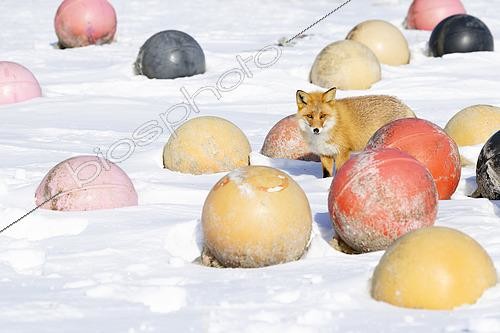 Biosphoto | 2602249 | Red fox (Vulpes vulpes) amongst fishing boyd, Hokkaido, Japan | &copy; Frédéric Desmette / Biosphoto