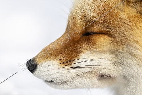 Biosphoto | 2602251 | Red fox (Vulpes vulpes) amongst snow, Hokkaido, Japan | &copy; Frédéric Desmette / Biosphoto