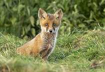 Biosphoto | 2601931 | Red fox (Vulpes vulpes) cub coming out of a hole, England | &copy; Frédéric Desmette / Biosphoto