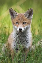 Biosphoto | 2593708 | Red fox (Vulpes vulpes), cub in grass, Germany, Europe | &copy; Christina Krutz / imageBROKER / Biosphoto