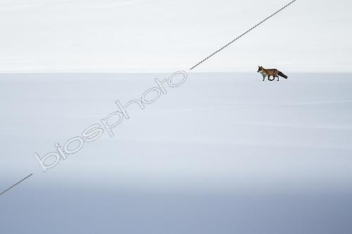 Biosphoto | 2100127 | Red fox (Vulpes vulpes) looking for preys in a snowy field in the middle of the day, Alps, France). | &copy; Emile Séchaud / Biosphoto