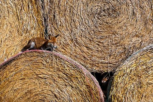 Biosphoto | 2171207 | Red fox (Vulpes vulpes) male and pups, Lorraine, France | &copy; Régis Cavignaux / Biosphoto