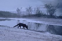 Biosphoto | 2602170 | Red fox (Vulpes vulpes) scenting a track in a side branch of the Loire near Pouilly, Nièvre, France | &copy; Pierre Vernay / Biosphoto