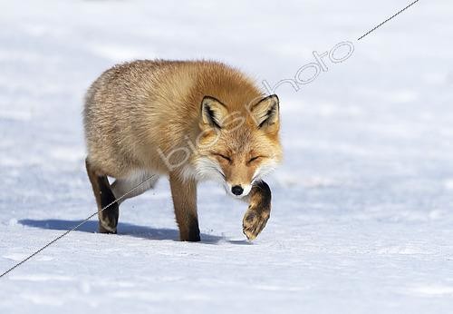 Biosphoto | 2602247 | Red fox (Vulpes vulpes) standing in the snow, Japan | &copy; Frédéric Desmette / Biosphoto