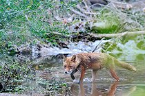 Biosphoto | 2602169 | Red fox (Vulpes Vulpes) walking in the water, Loire Valley Nature Reserve, France | &copy; Pierre Vernay / Biosphoto