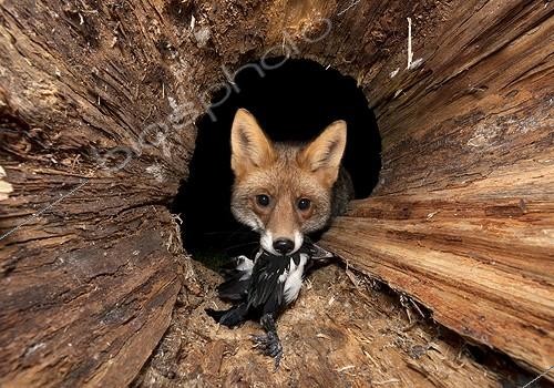 Biosphoto | 1605177 | Red fox (Vulpes vulpes) with prey in a hollow tree trunk | &copy; Horst Jegen / imageBROKER / Biosphoto