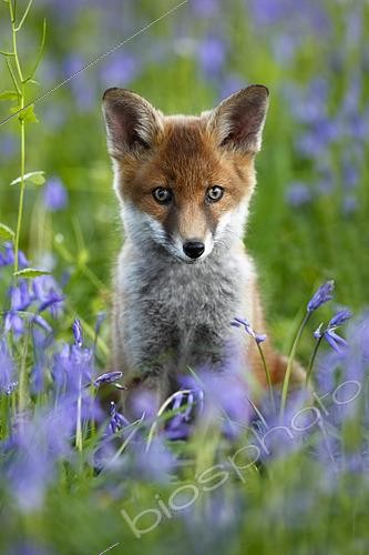 Biosphoto | 2426763 | Red Fox (Vulpes vulpes) young cub sitting amongst bluebell, England | &copy; Frédéric Desmette / Biosphoto