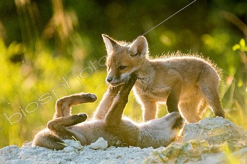 Biosphoto | 2433337 | Red fox (Vulpes vulpes) young playing in afternoon, Slovakia | &copy; Ervin Horesnyík / Biosphoto