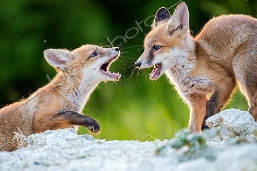 Biosphoto | 2433347 | Red fox (Vulpes vulpes) young playing in afternoon, Slovakia | &copy; Ervin Horesnyík / Biosphoto