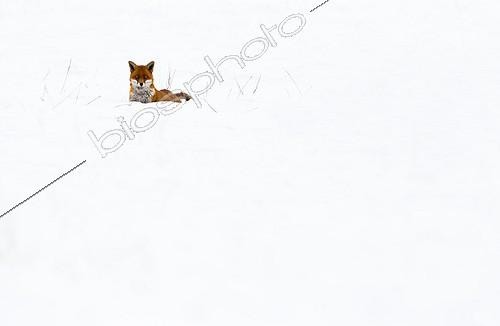 Biosphoto | 1880600 | Red Fox walking in the snow in winter GB | &copy; Frédéric Desmette / Biosphoto