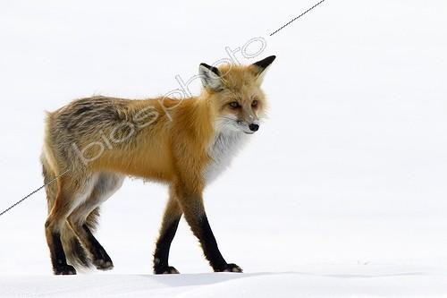 Biosphoto | 2035417 | Red Fox walking in the snow - Yellowstone USA | &copy; Óscar Díez Martínez / Biosphoto