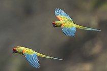 Biosphoto | 2411657 | Red-fronted Macaws (Ara rubrogenys) flying, Bolivia | &copy; Johannes Melchers / BIA / Biosphoto