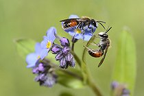 Biosphoto | 2074243 | Red-girdled Mining Bee (Andrena labiata) on myosotis, Regional Natural Park of Northern Vosges, France | &copy; Michel Rauch / Biosphoto