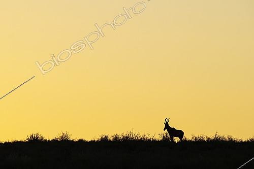 Biosphoto | 2628244 | Red Hartebeest (Alcelaphus buselaphus caama). At sunrise on a grass-grown sand dune. Kalahari Desert, Kgalagadi Transfrontier Park, South Africa. | &copy; Thomas Dressler / Biosphoto