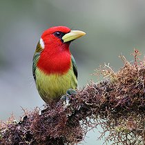 Biosphoto | 2601749 | Red-headed Barbet (Eubucco bourcierii) male on a branch. Forest of the equatorial Andes. Ecuador South America | &copy; Brigitte Marcon / Biosphoto
