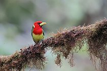 Biosphoto | 2601750 | Red-headed Barbet (Eubucco bourcierii) male on a branch. Forest of the equatorial Andes. Ecuador South America | &copy; Brigitte Marcon / Biosphoto