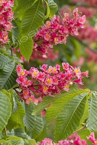 Biosphoto | 2126889 | red horse chestnut (Aesculus x carnea 'Briotii') | &copy; Frédéric Tournay / Biosphoto