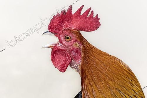 Biosphoto | 2553149 | Red junglefowl (Gallus gallus) crowing | &copy; Marie Aymerez / Biosphoto