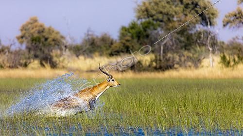Biosphoto | 2082672 | Red lechwe (Kobus leche leche). Okavango Delta. Botswana | &copy; Roger de La Harpe / Biosphoto