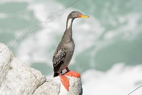 Biosphoto | 2415893 | Red-legged Cormorant (Phalacrocorax gaimardi) on the Pacific coast in summer, Cobquecura, VIII Region of Biobío, Chile | &copy; Jean-Claude Malausa / Biosphoto
