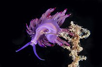 Biosphoto | 2561120 | Red-lined Flabellina Nudibranch (Flabellina rubrolineata), Tanjung Uli dive site, night dive, Weda, Halmahera, North Maluku, Indonesia, Halmahera Sea | &copy; Colin Marshall / Biosphoto