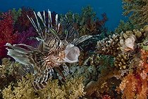 Biosphoto | 915629 | Red lionfish Red Sea Ras Mohammed NP Egypt  | &copy; Pierre Lobel / Biosphoto