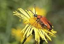 Biosphoto | 2089543 | Red Longhorn Beetle (Leptura rubra) female on flower, Regional natural arc of Vosges du Nord, France | &copy; Michel Rauch / Biosphoto