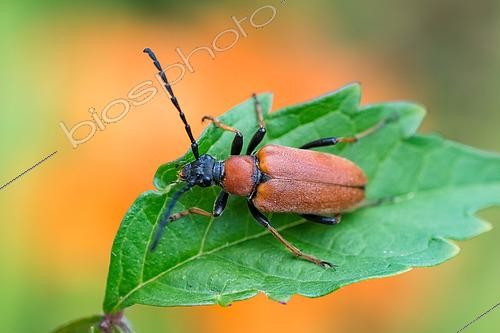 Biosphoto | 2612878 | Red longhorn beetle (Stictoleptura rubra) on a leaf, Lorraine, France. | &copy; Stéphane Vitzthum / Biosphoto