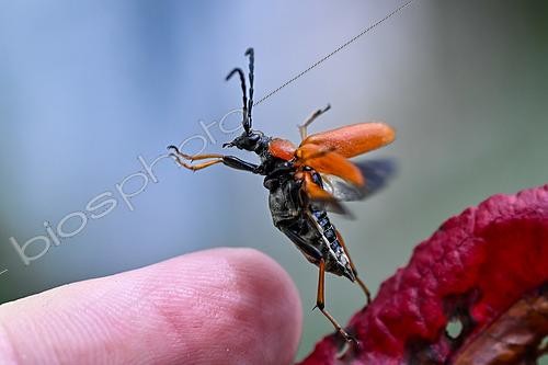 Biosphoto | 2612879 | Red longhorn beetle (Stictoleptura rubra) taking flight, Lorraine, France. | &copy; Stéphane Vitzthum / Biosphoto