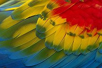 Biosphoto | 2592667 | Red Macaw (Ara macao) plumage, French Guiana | &copy; Nicolas Defaux / Biosphoto