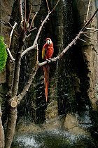 Biosphoto | 1251175 | Red Macaw Faunia the Theme Park of Nature in Madrid Spain | &copy; Nano Calvo / Visual and Written - Photo Collection / Biosphoto
